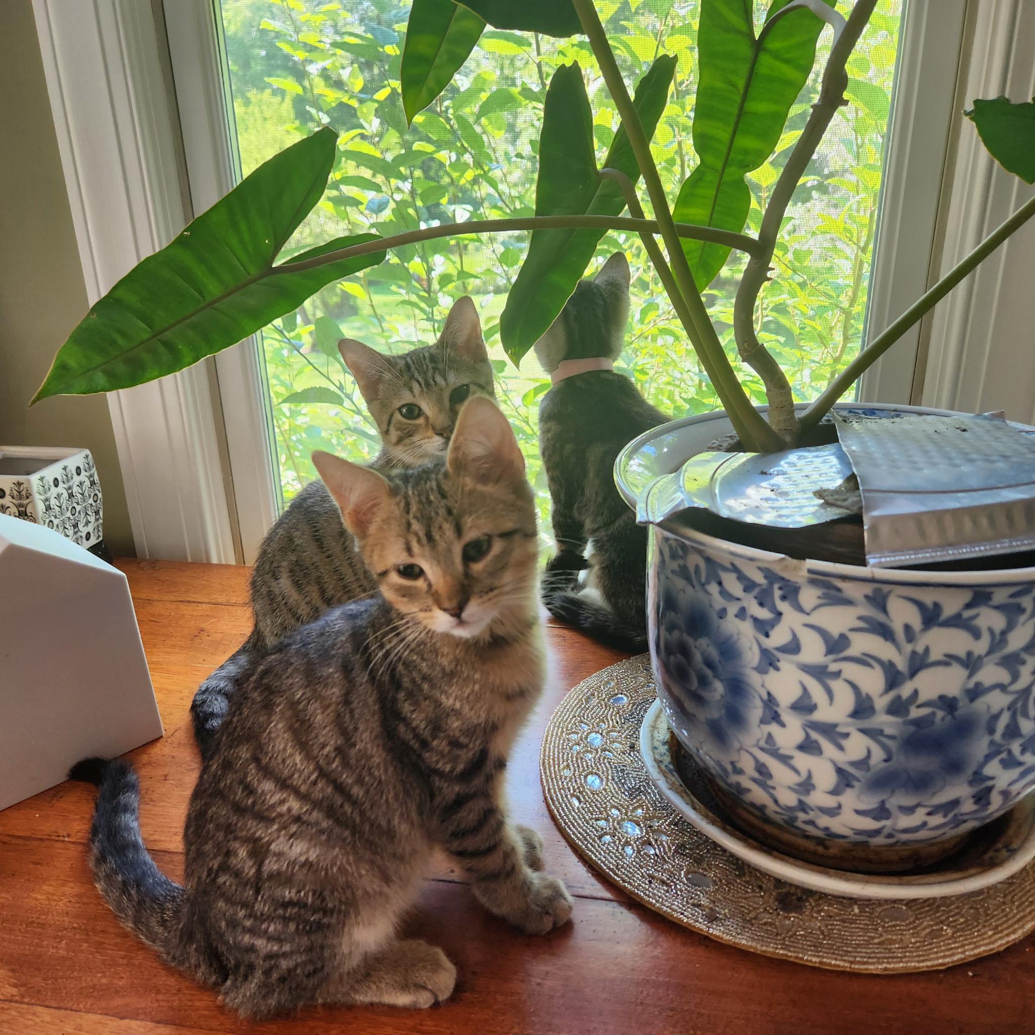Enlarge Fathers Day Christopher, a ADOPTABLE Domestic Short Hair in Leesburg, VA image 5/5
