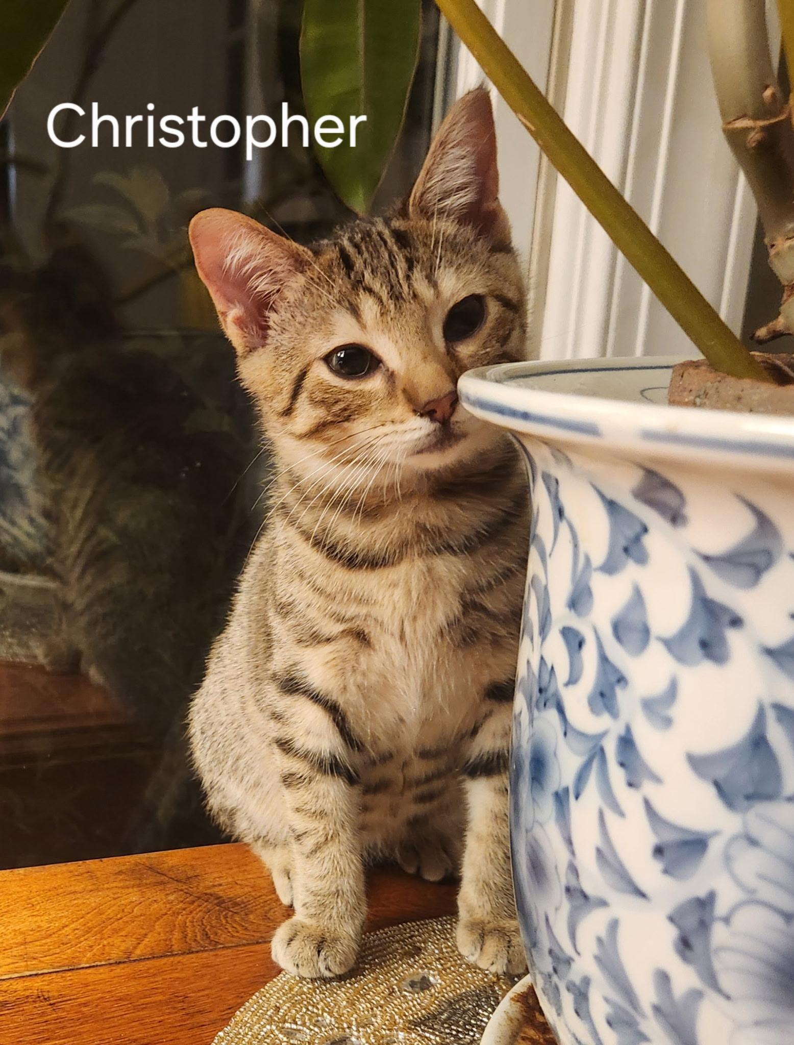 Fathers Day Christopher, ADOPTABLE, Kitten Male Domestic Short Hair.