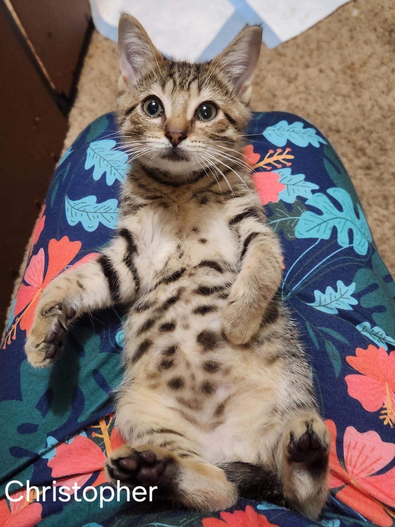 Enlarge Fathers Day Christopher, a ADOPTABLE Domestic Short Hair in Leesburg, VA image 3/5