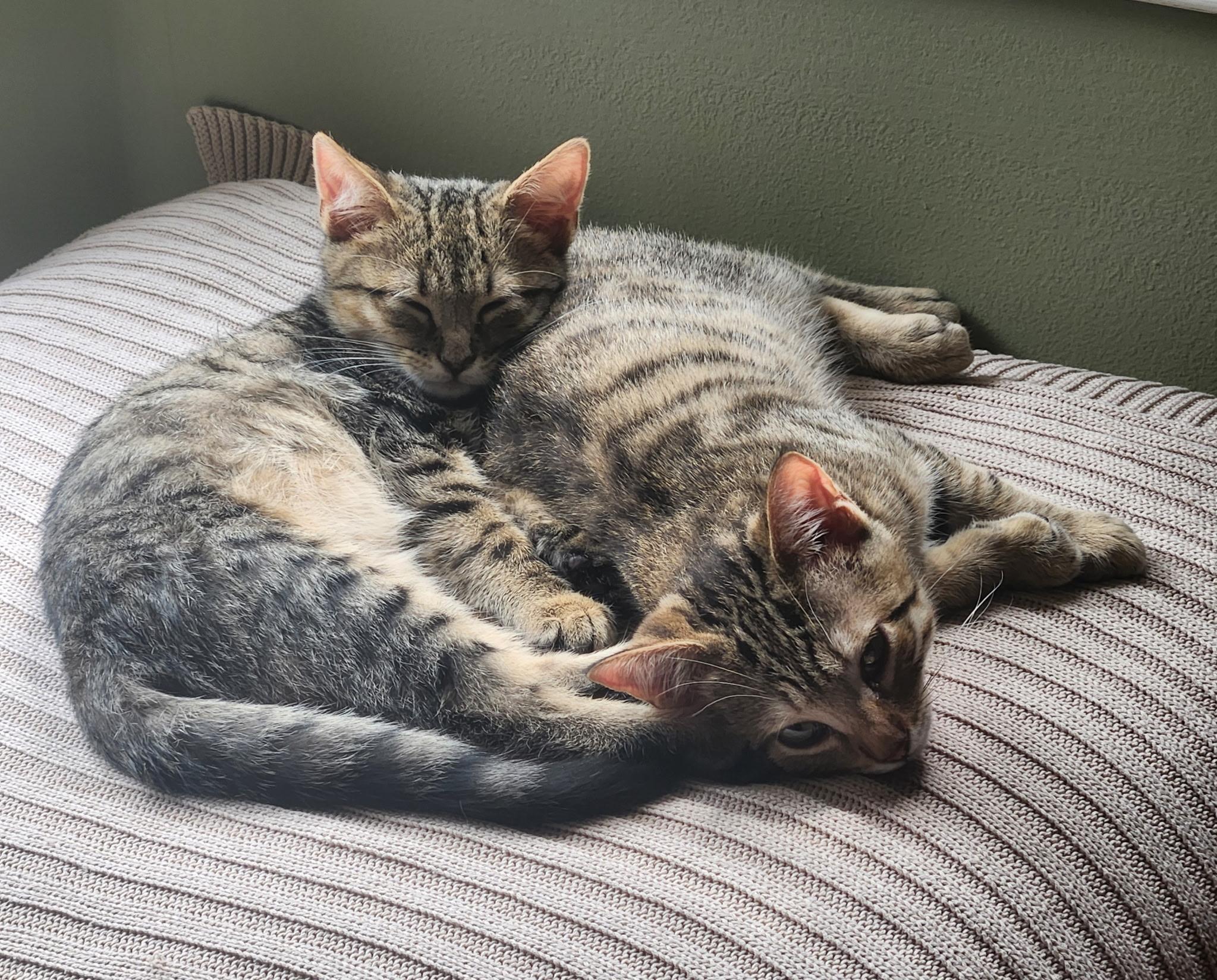Enlarge Fathers Day Christopher, a ADOPTABLE Domestic Short Hair in Leesburg, VA image 4/5