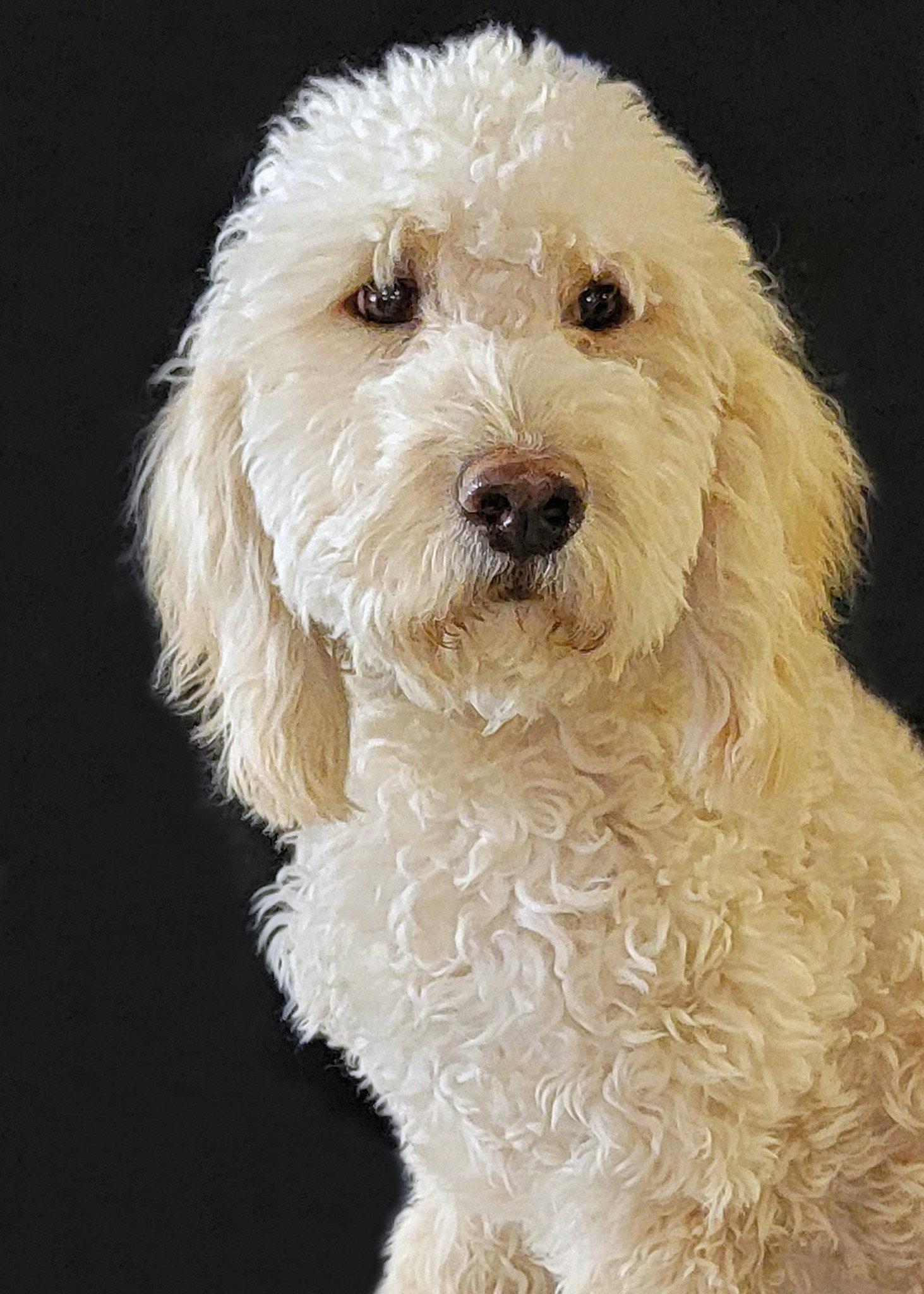 Maple, Adopted, Puppy Female Golden Retriever & Standard Poodle.