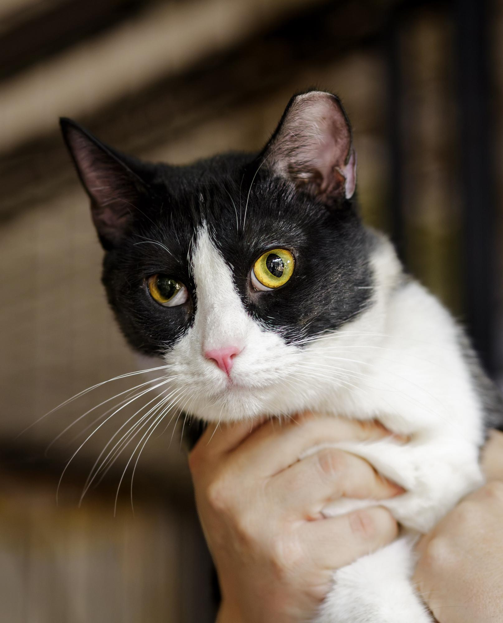 Parsley, Adoptable, Adult Male Domestic Short Hair.