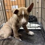 Enlarge Ram 60623389, an adopted Siberian Husky in Harvey , LA image 1/1