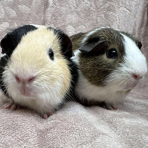 Enlarge Nibbles, a Adoptable Guinea Pig in Conshohocken, PA image 3/3