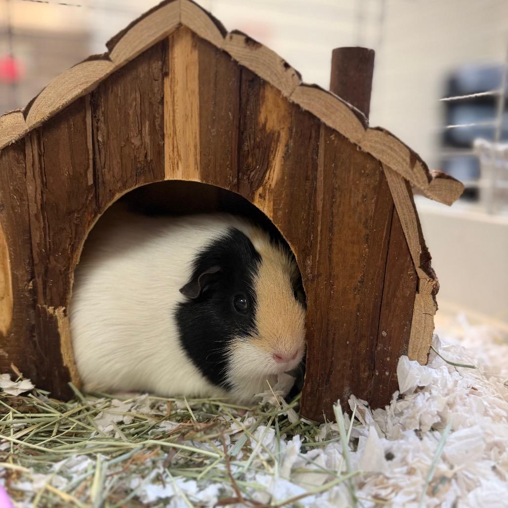 Enlarge Nibbles, a Adoptable Guinea Pig in Conshohocken, PA image 2/3