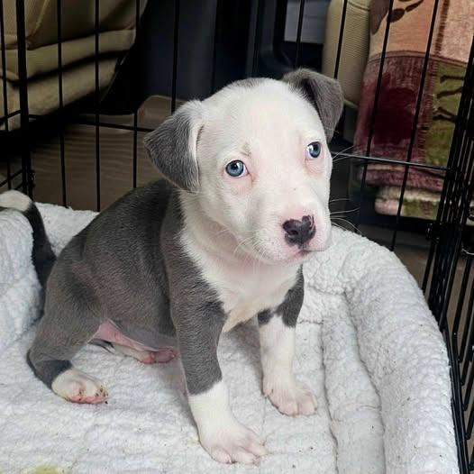 Pickens County Animal Shelter Adoptable Dogs: Find Your Furry Friend