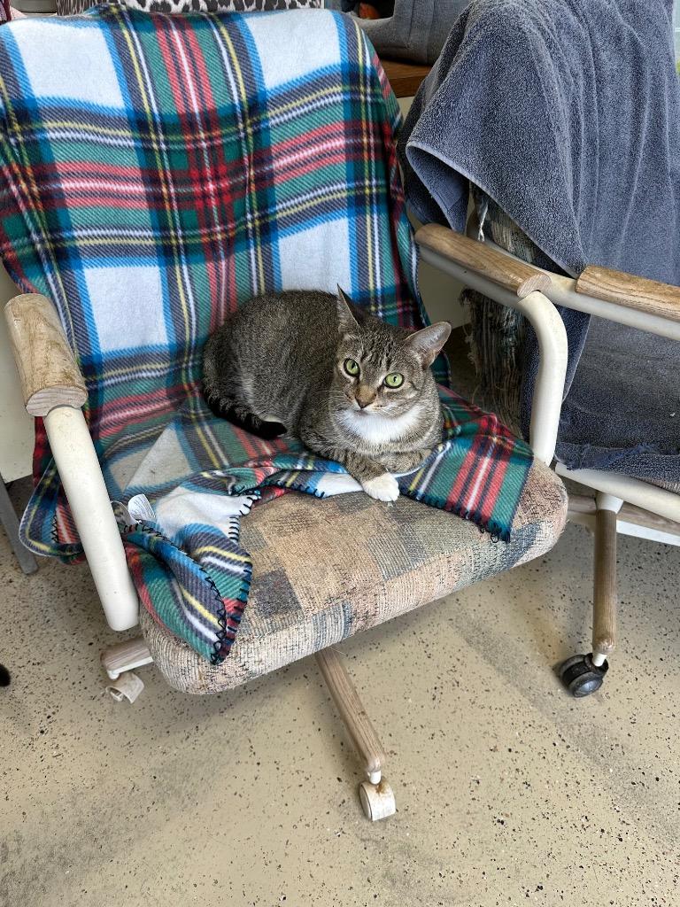 Trouble Jr., Adoptable, Adult Female Domestic Short Hair.