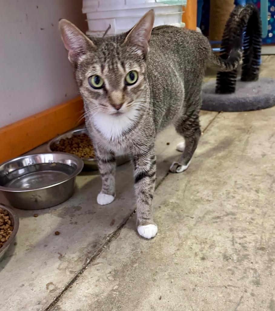 Trouble Jr., a Adoptable mixed breed in St. James City, FL image 2/2