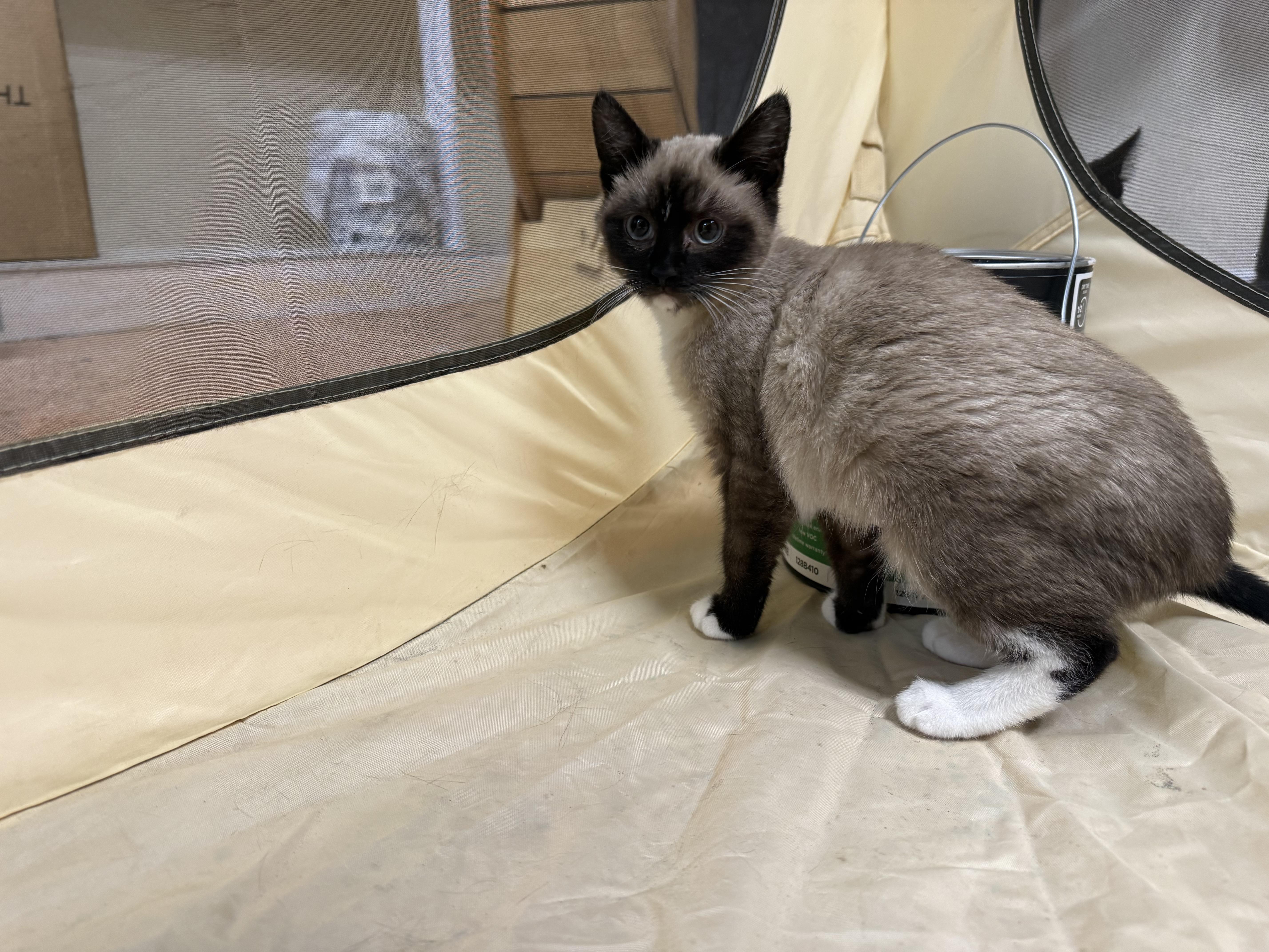 Enlarge Wasabi, a ADOPTABLE mixed breed in Galloway, NJ image 1/4