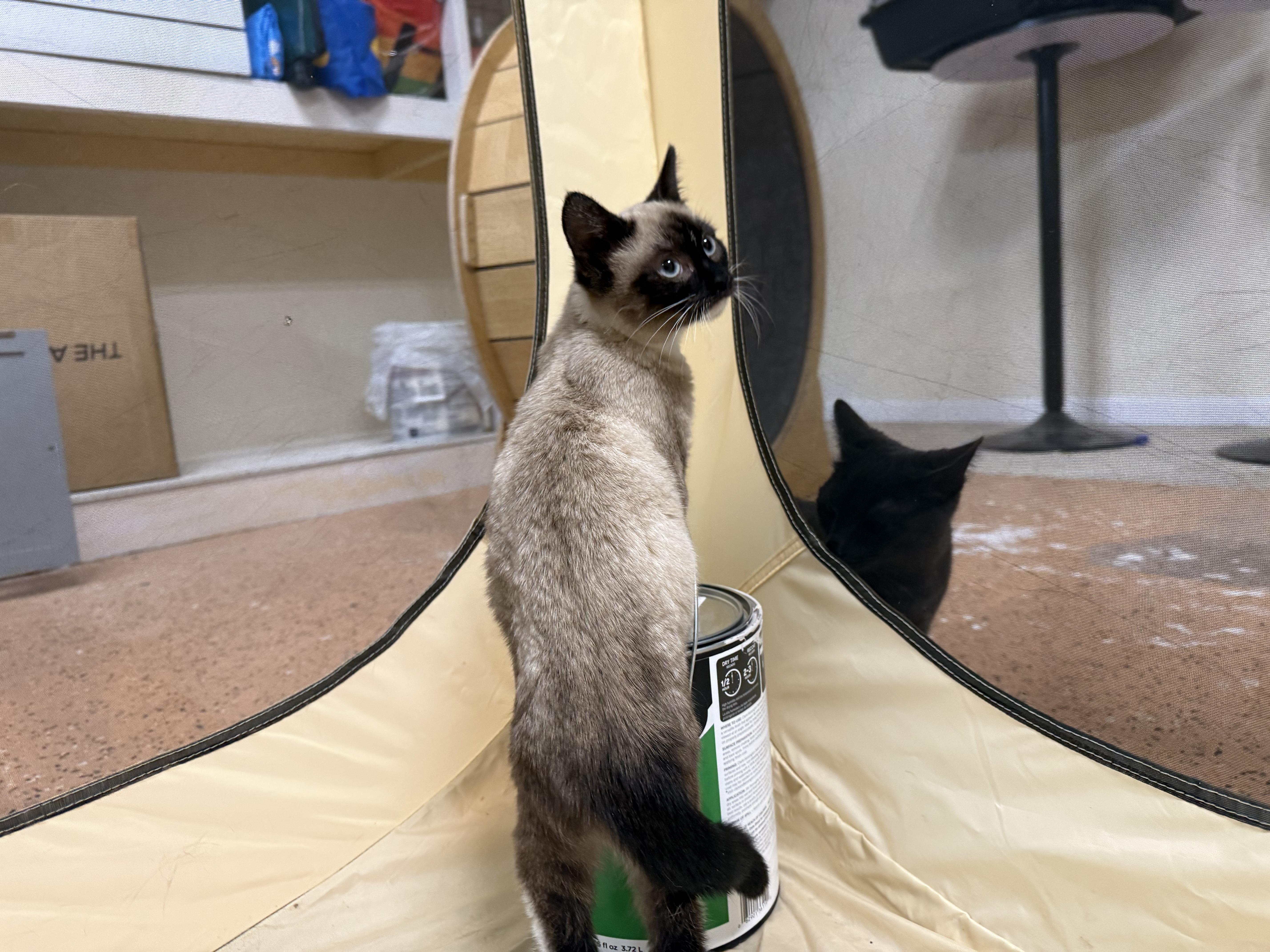 Enlarge Wasabi, a ADOPTABLE mixed breed in Galloway, NJ image 3/4