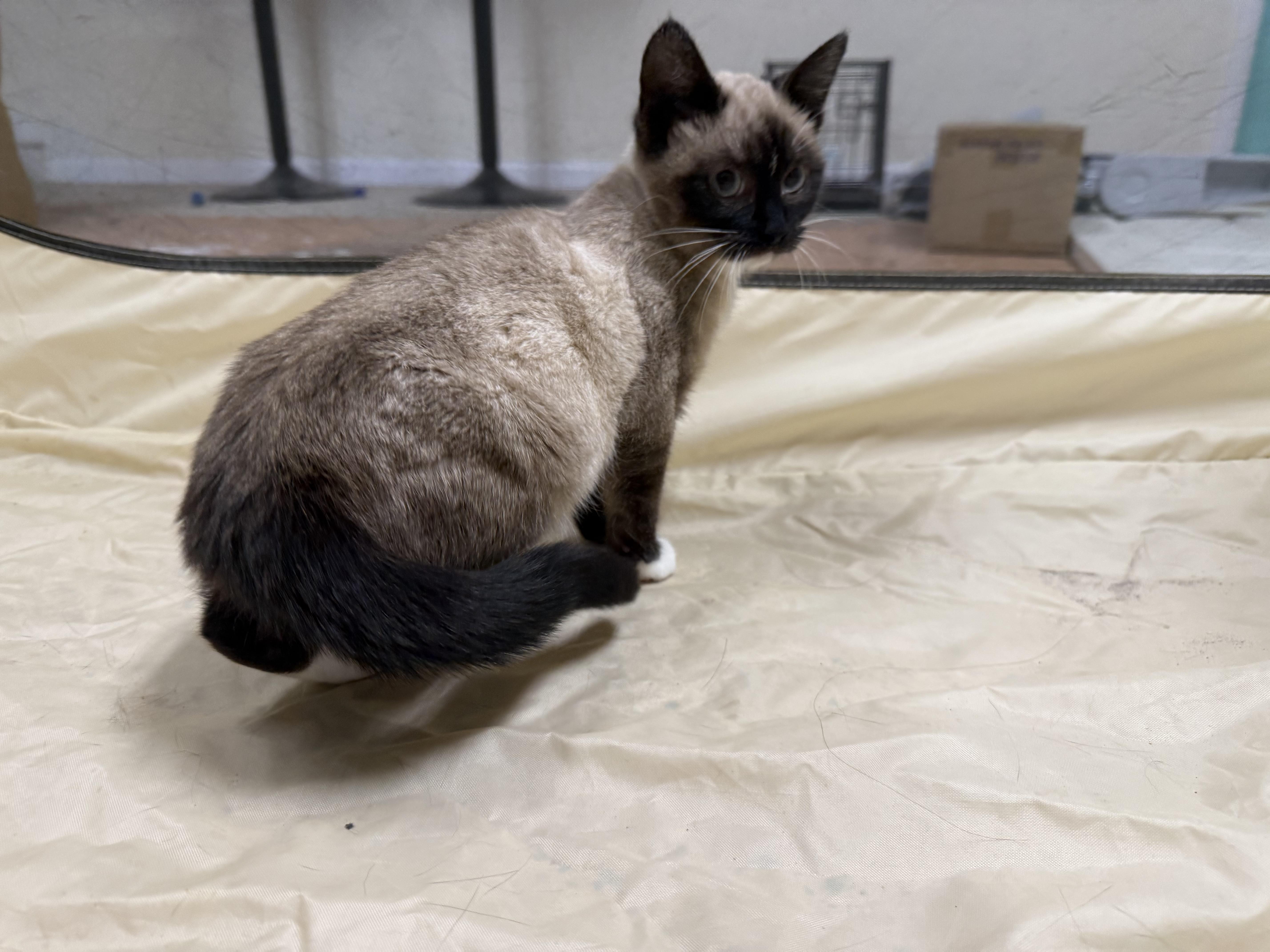 Enlarge Wasabi, a ADOPTABLE mixed breed in Galloway, NJ image 4/4