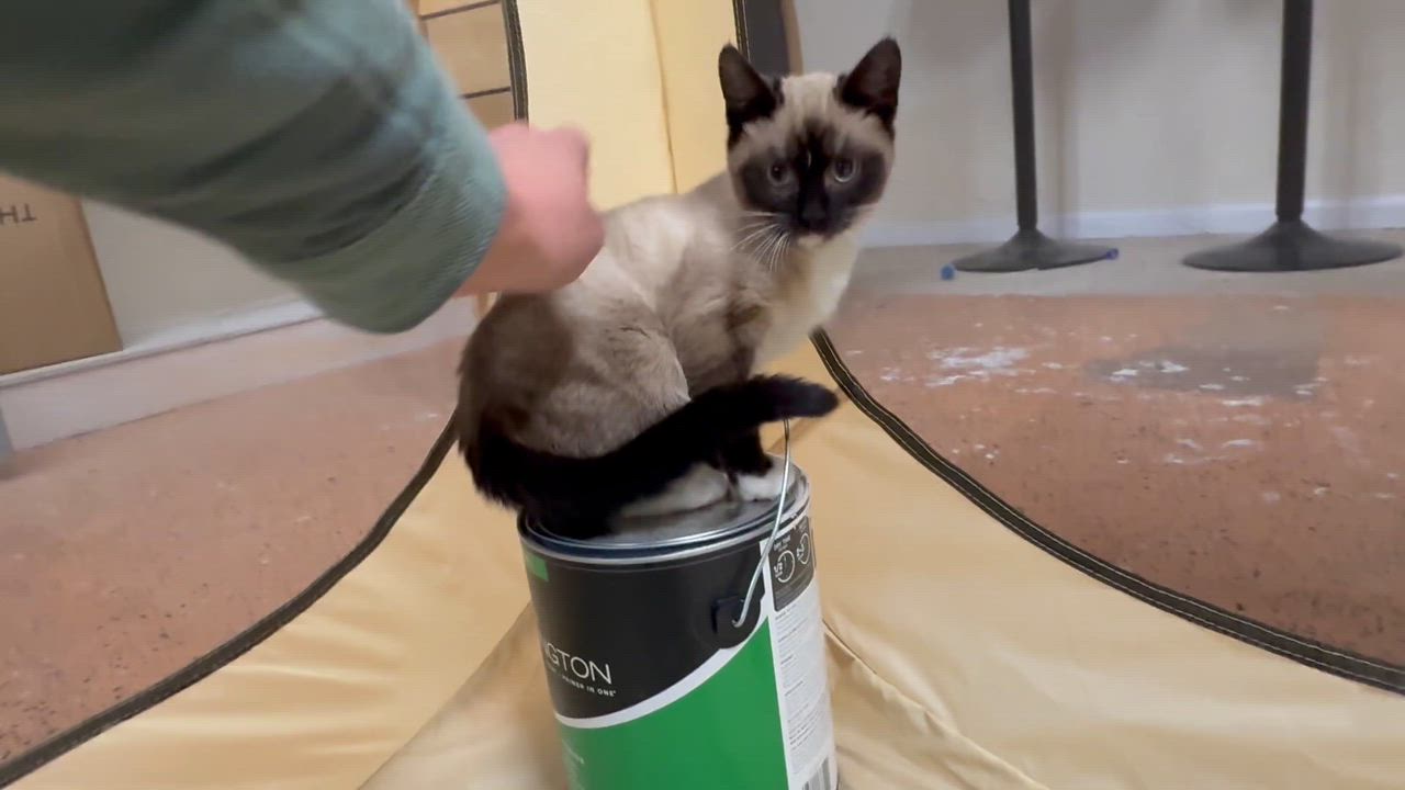 Enlarge Wasabi, a ADOPTABLE mixed breed in Galloway, NJ video 2/4