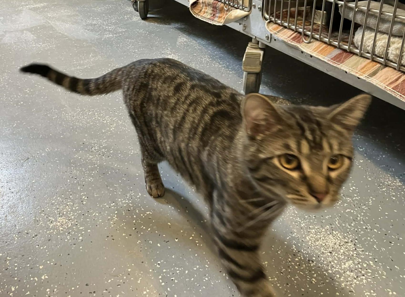 Enlarge Marcus-duplicate, an adoptable Domestic Short Hair in Bloomsdale, MO image 2/4