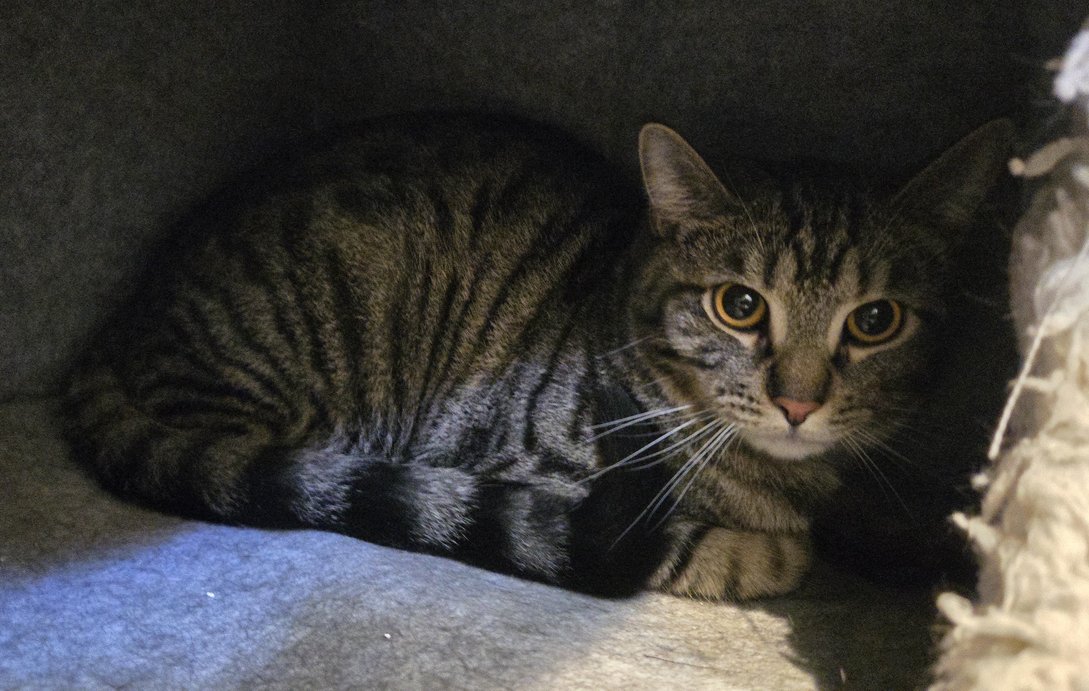 Enlarge Marcus, a ADOPTABLE Domestic Short Hair in Bloomsdale, MO image 1/1