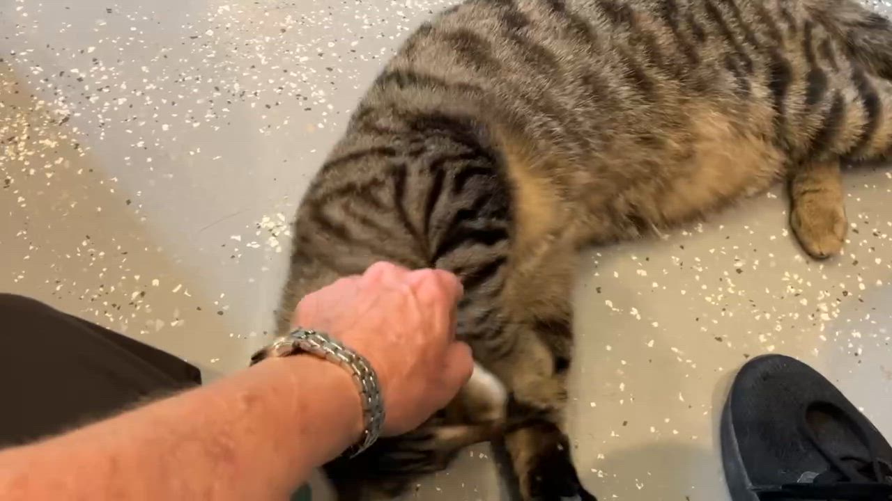 Enlarge Marcus-duplicate, an adoptable Domestic Short Hair in Bloomsdale, MO video 3/4
