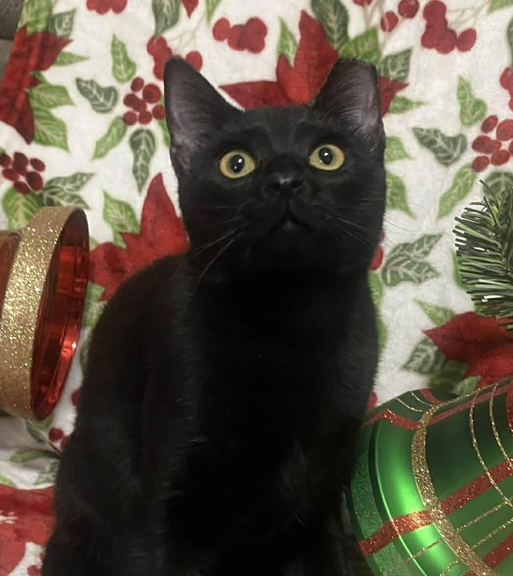 Blackie, a Adoptable Domestic Short Hair in Beckley, WV image 3/3
