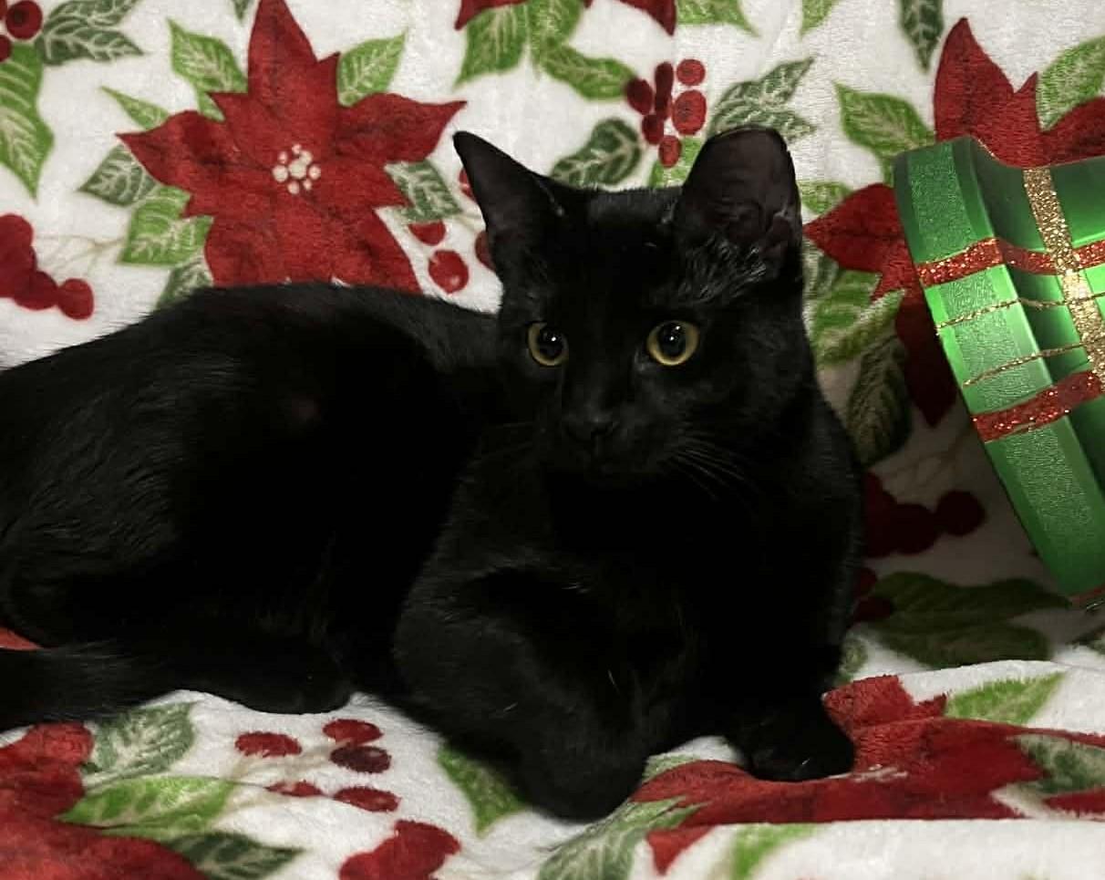 Blackie, a Adoptable Domestic Short Hair in Beckley, WV image 1/3