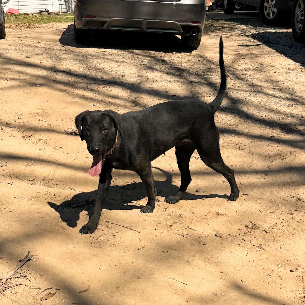 PETUNIA - Sponsored Adoption Fee!!