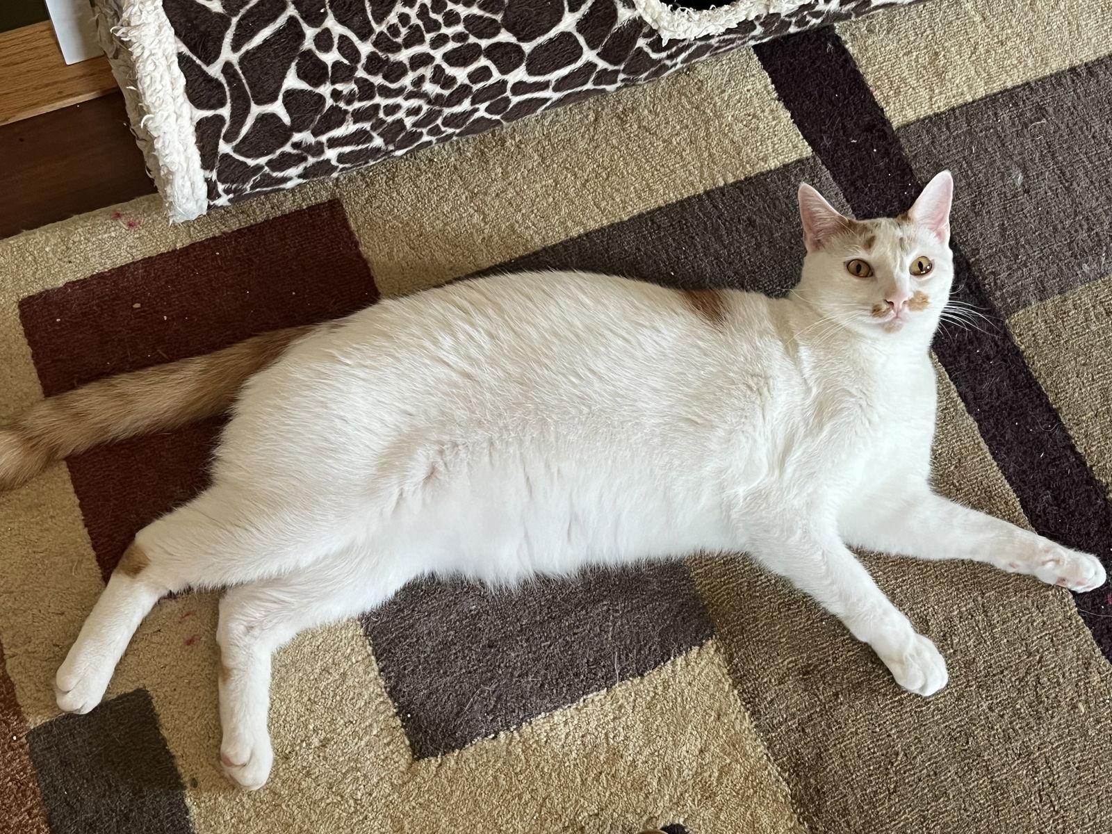 Ken, a Adoptable Domestic Short Hair in Eureka, MO image 1/6