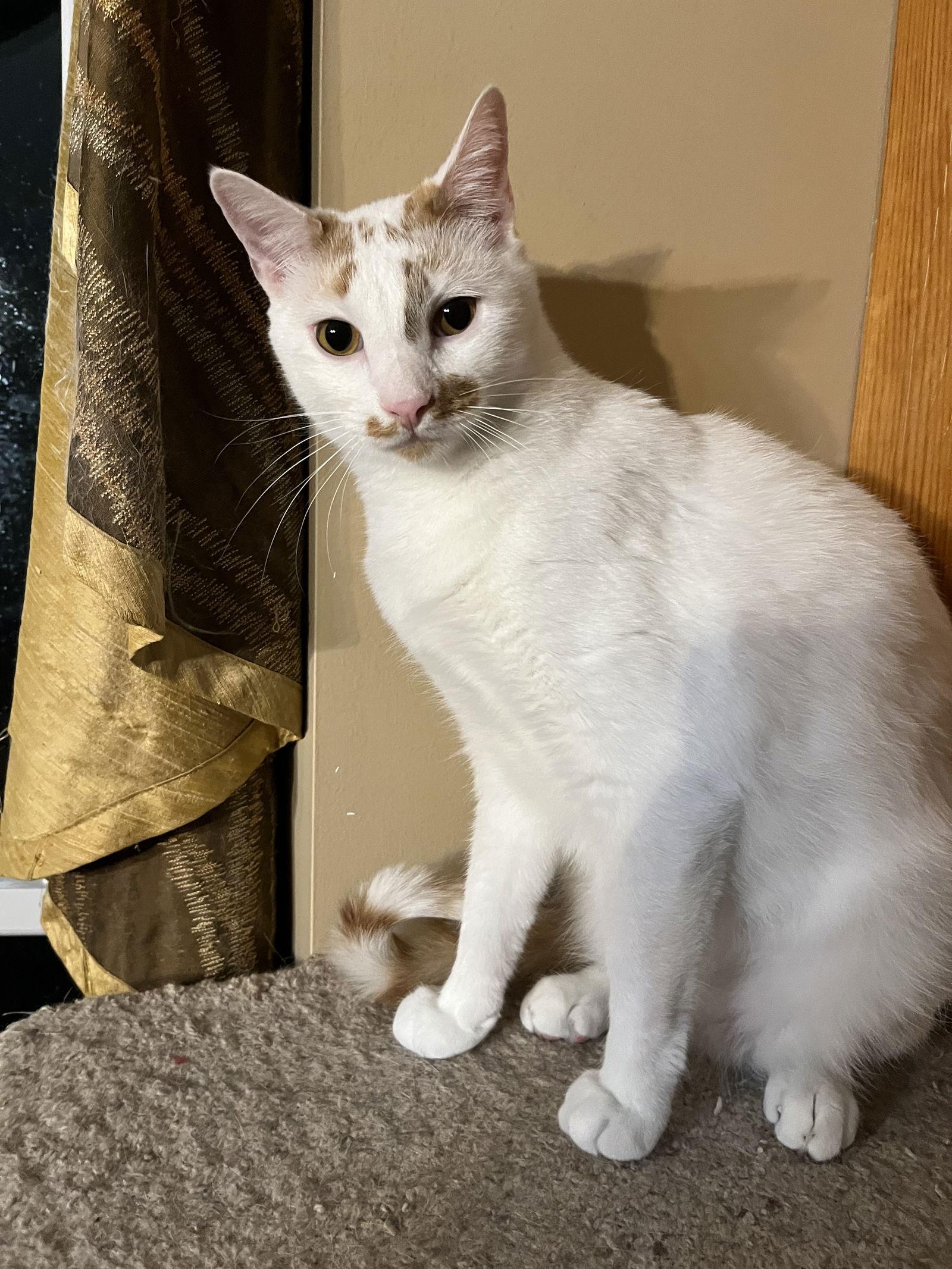 Ken, Adoptable, Adult Male Domestic Short Hair.