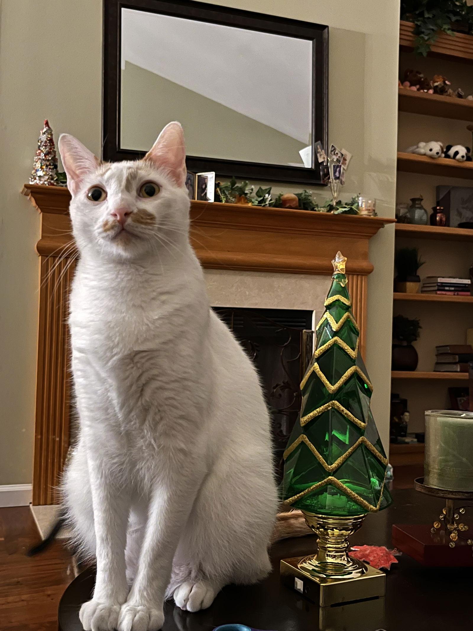 Ken, a Adoptable Domestic Short Hair in Eureka, MO image 3/6