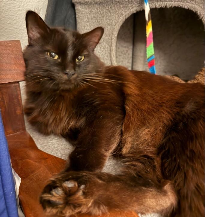 Paladin Motiee-Moore, Adoptable, Adult Male Domestic Long Hair.
