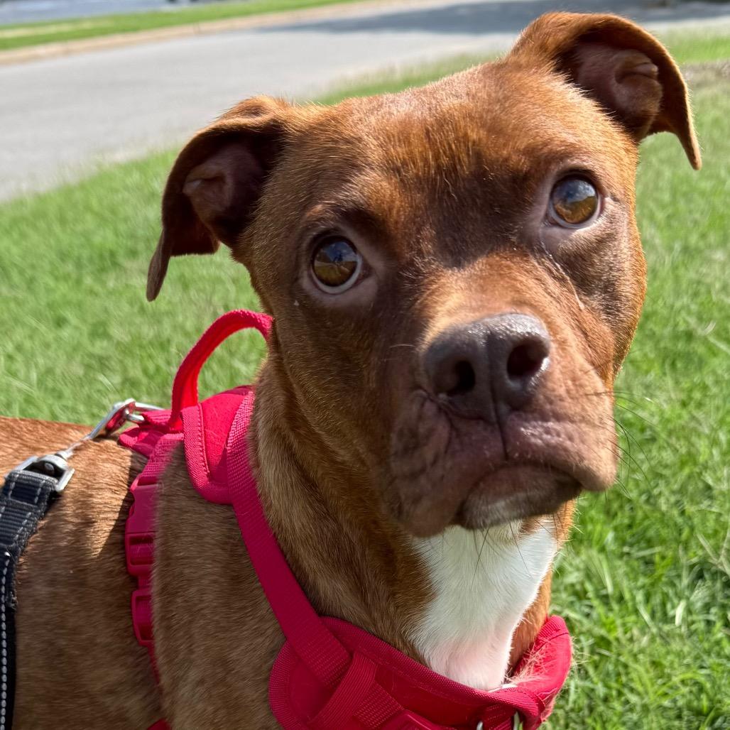 Josephine, a Adoptable mixed breed in Tulsa, OK image 1/2