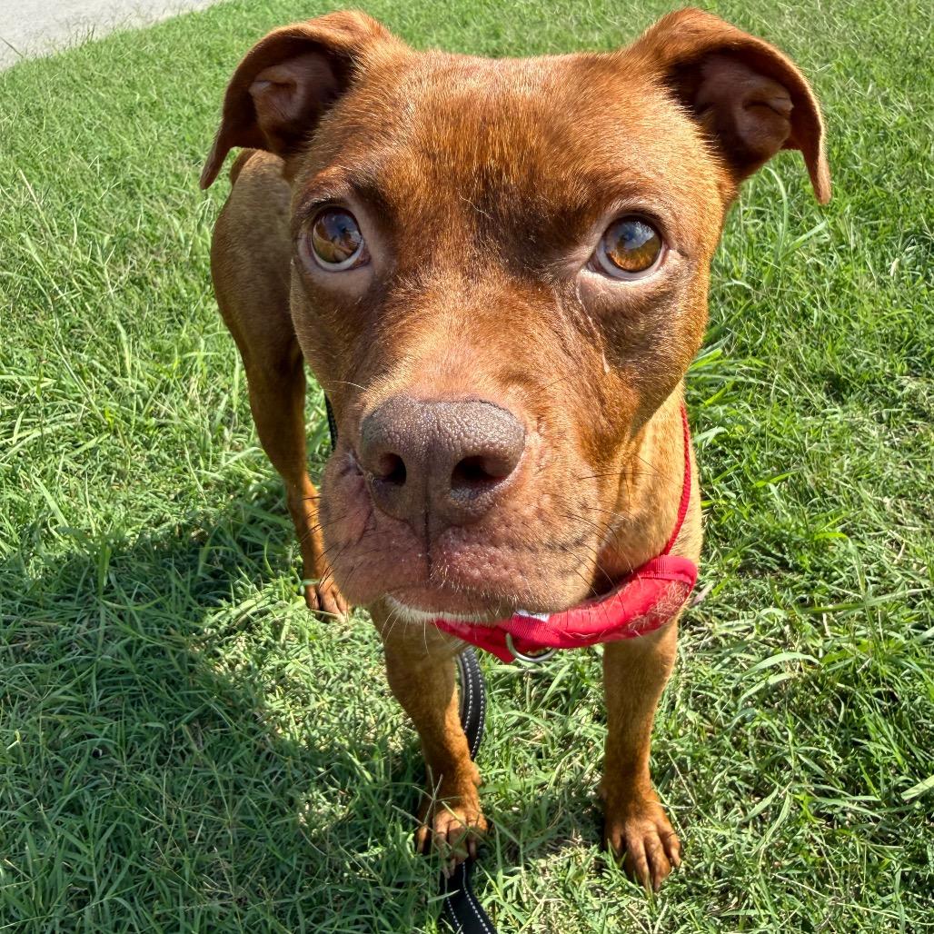 Josephine, a Adoptable mixed breed in Tulsa, OK image 2/2
