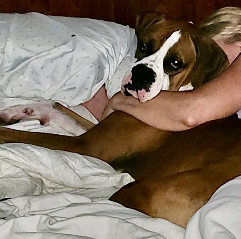 Enlarge Thor-boxer (partially sponsored fee), an adopted Boxer in Torrington, CT image 6/6