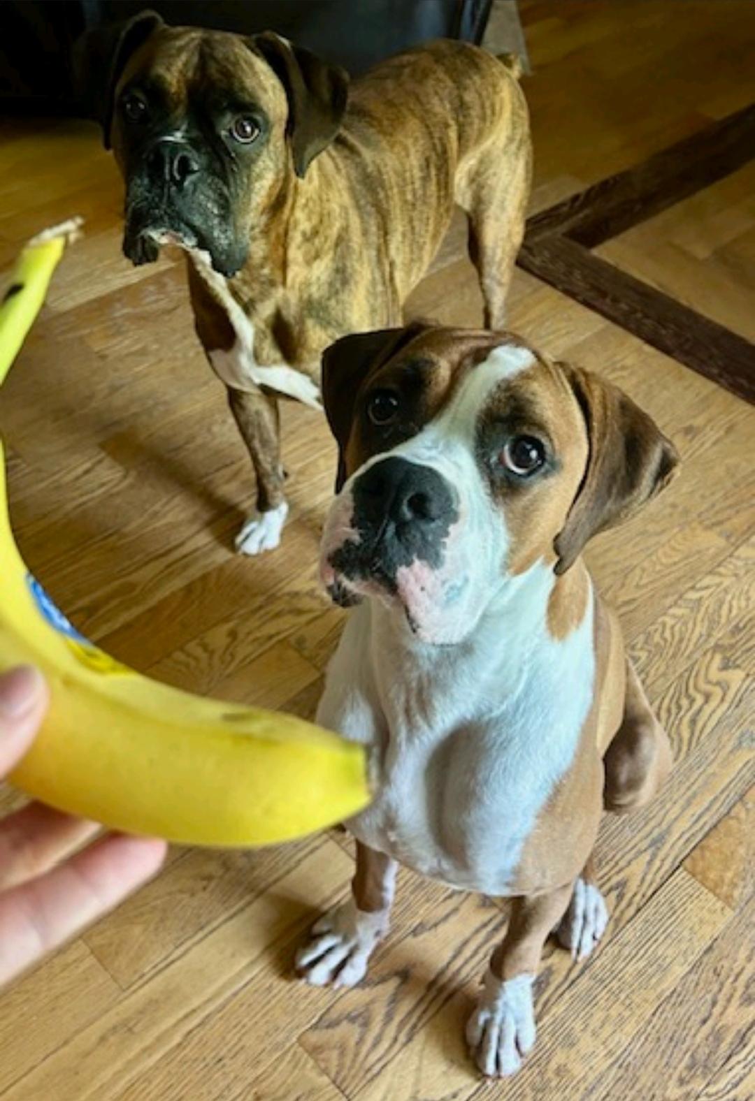 Enlarge Thor-boxer (partially sponsored fee), an adopted Boxer in Torrington, CT image 5/6