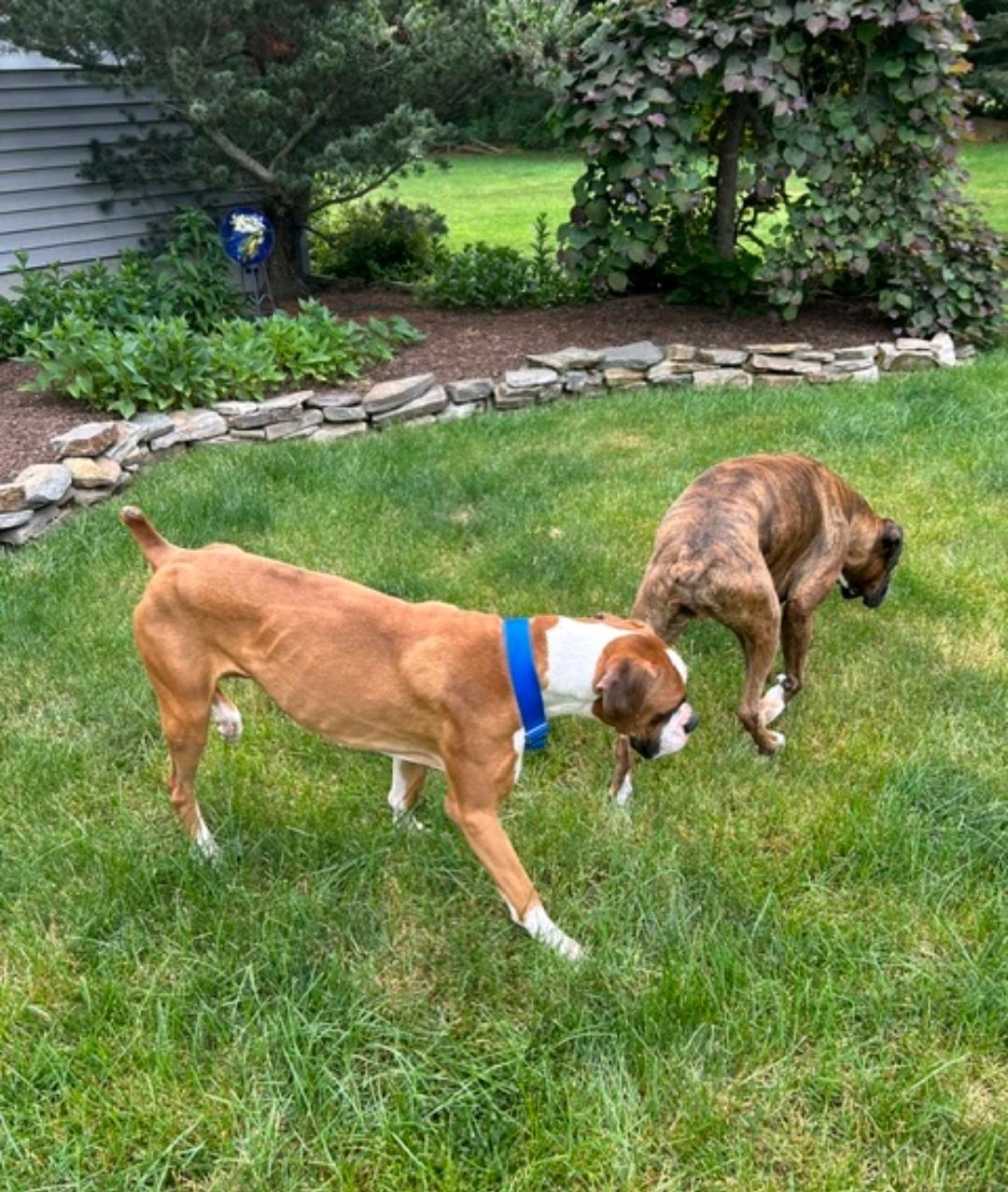 Enlarge Thor-boxer (partially sponsored fee), an adopted Boxer in Torrington, CT image 4/6