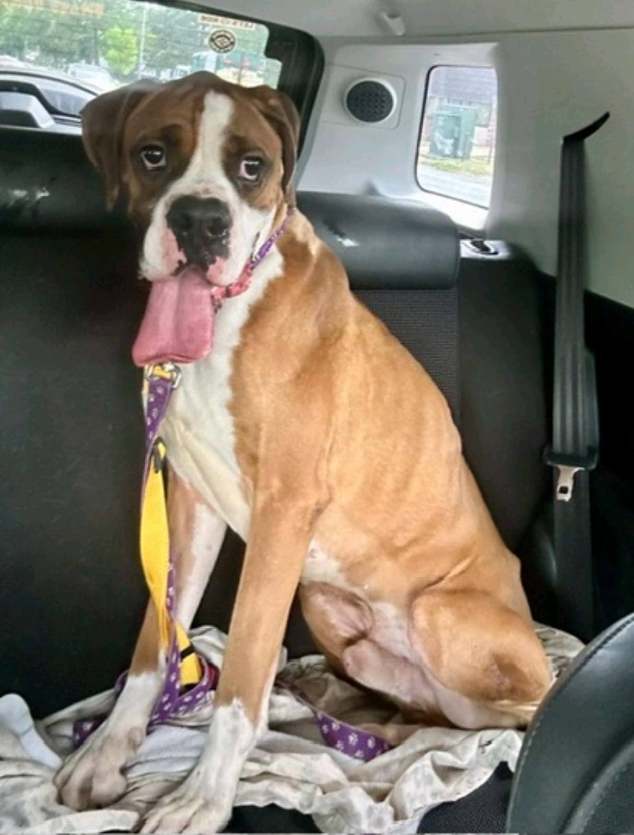 Thor-boxer (partially sponsored fee), adopted, Young Male Boxer.
