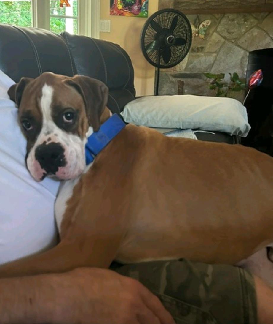 Enlarge Thor-boxer (partially sponsored fee), an adopted Boxer in Torrington, CT image 2/6