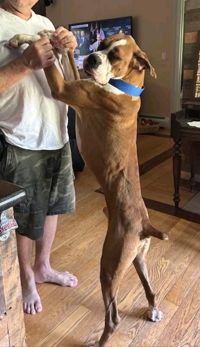 Enlarge Thor-boxer (partially sponsored fee), an adopted Boxer in Torrington, CT image 3/6