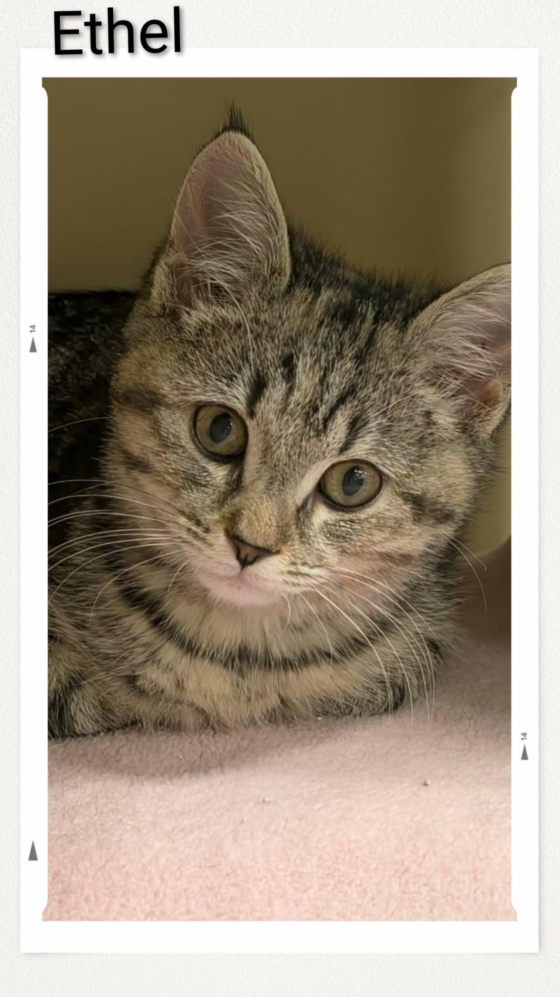 Ethel, Adopted, Young Female Domestic Short Hair.