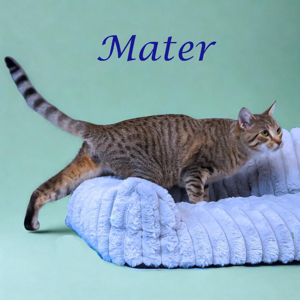 Mater C25-322, Adoptable, Young Male Domestic Short Hair.