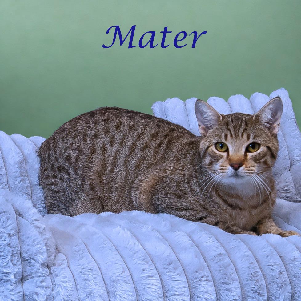 Enlarge Mater C25-322, a Adoptable Domestic Short Hair in Lebanon, TN image 2/5