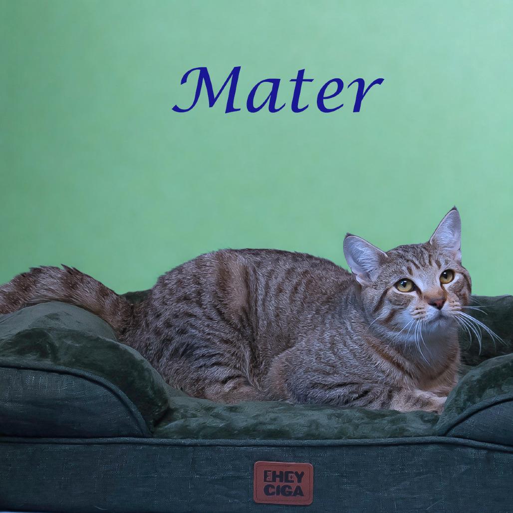 Enlarge Mater C25-322, a Adoptable Domestic Short Hair in Lebanon, TN image 3/5