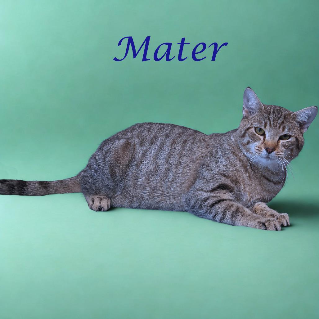 Enlarge Mater C25-322, a Adoptable Domestic Short Hair in Lebanon, TN image 5/5
