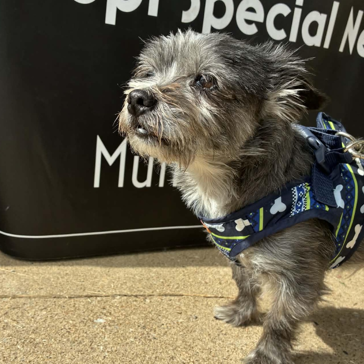 Wicket, ADOPTABLE, Adult Male Terrier.