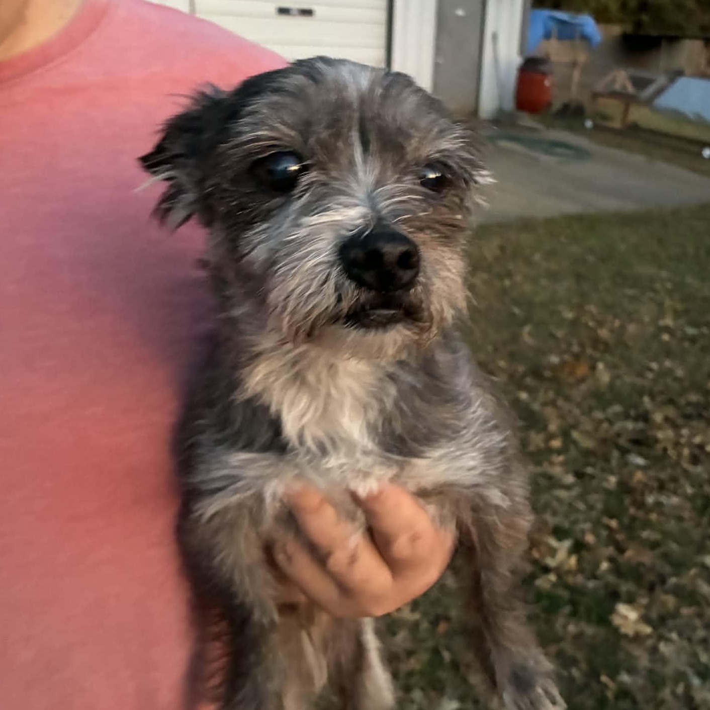 Enlarge Wicket, a ADOPTABLE mixed breed in Oklahoma City, OK image 2/6