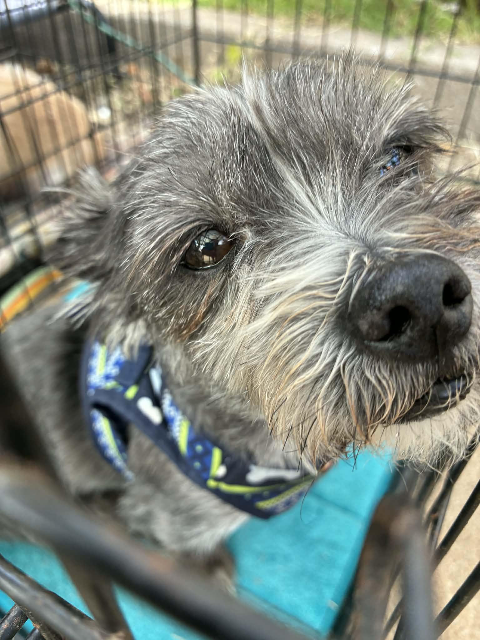 Enlarge Wicket, a ADOPTABLE mixed breed in Oklahoma City, OK image 3/6