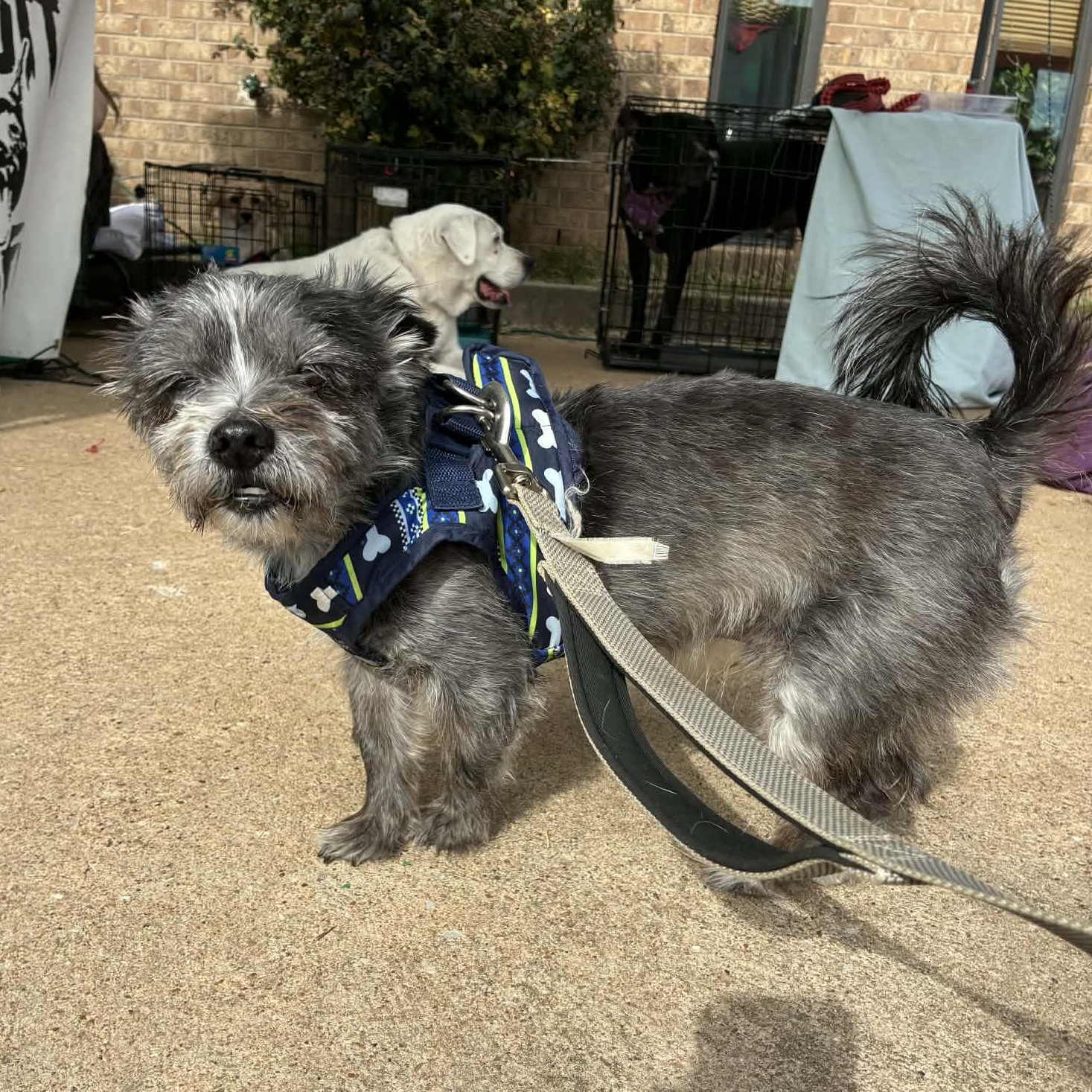 Enlarge Wicket, a ADOPTABLE mixed breed in Oklahoma City, OK image 5/6
