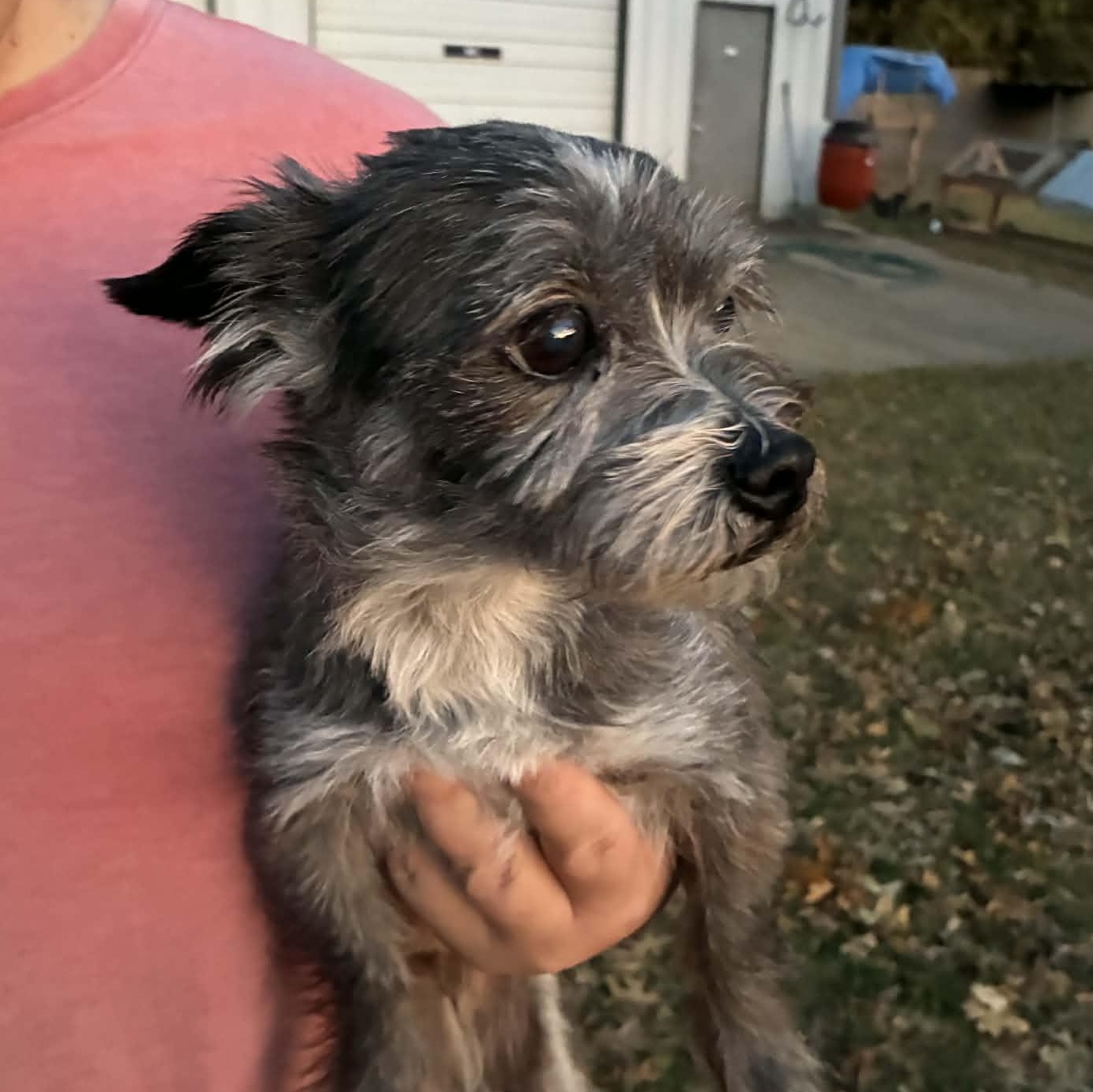 Enlarge Wicket, a ADOPTABLE mixed breed in Oklahoma City, OK image 6/6