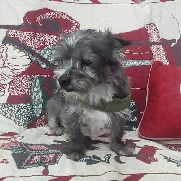 Enlarge Wicket, a ADOPTABLE mixed breed in Oklahoma City, OK image 4/6