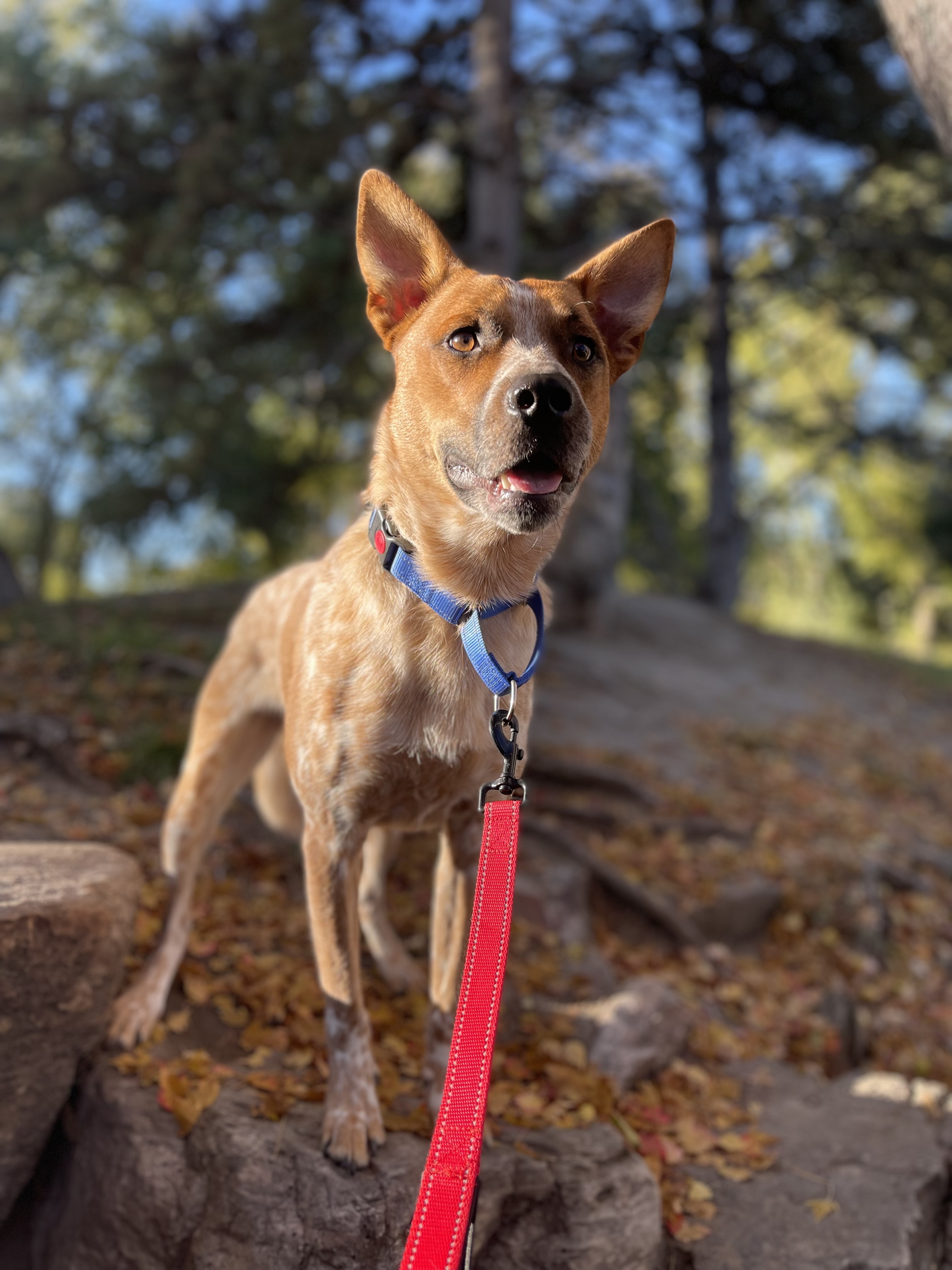 Bongo, a Adoptable Australian Cattle Dog / Blue Heeler in Clinton, UT image 1/2