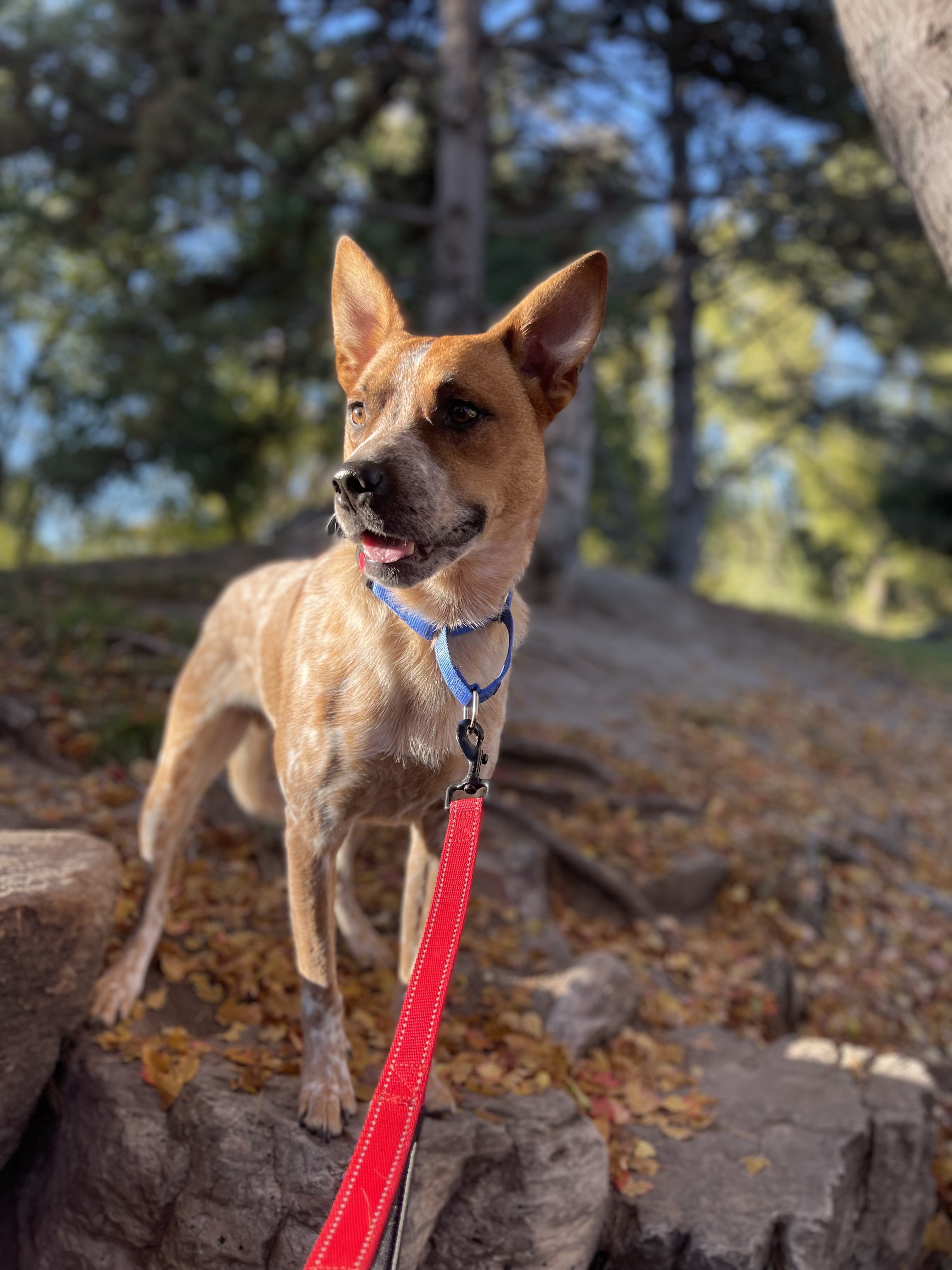 Bongo, a Adoptable Australian Cattle Dog / Blue Heeler in Clinton, UT image 2/2