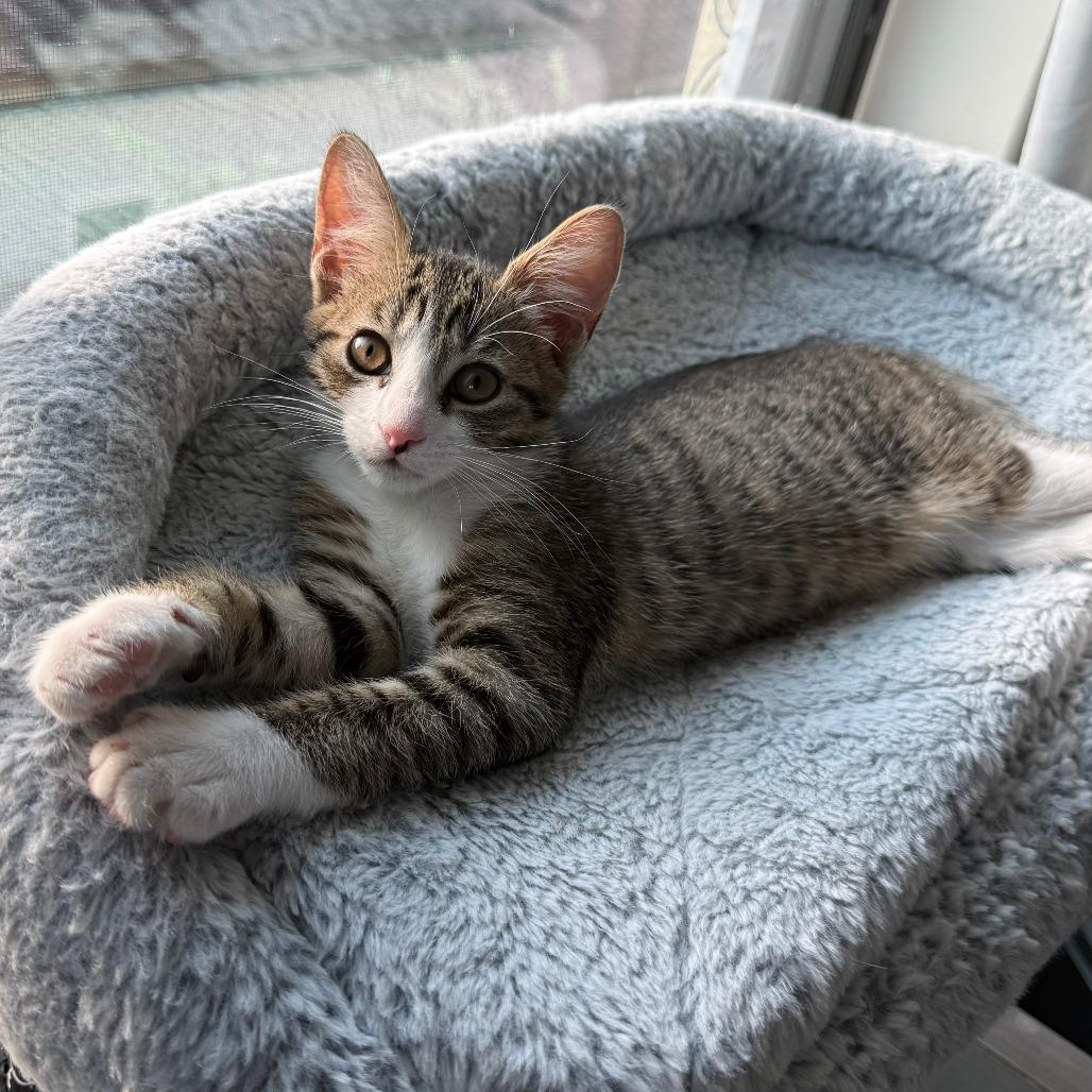 Enlarge Onion Ring, a Adoptable Domestic Short Hair in Parkland, FL image 1/5