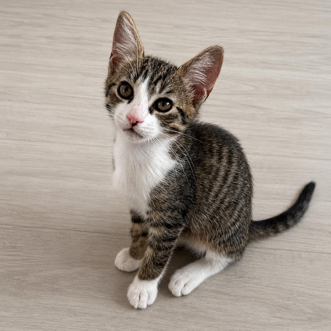 Enlarge Onion Ring, a Adoptable Domestic Short Hair in Parkland, FL image 5/5