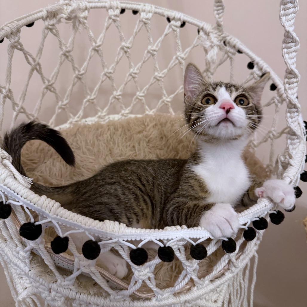 Enlarge Onion Ring, a Adoptable Domestic Short Hair in Parkland, FL image 2/6